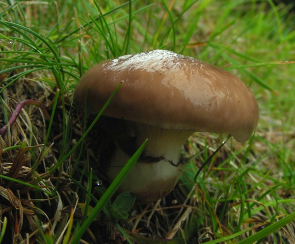 Escursione a 1500/1800,tanti funghi